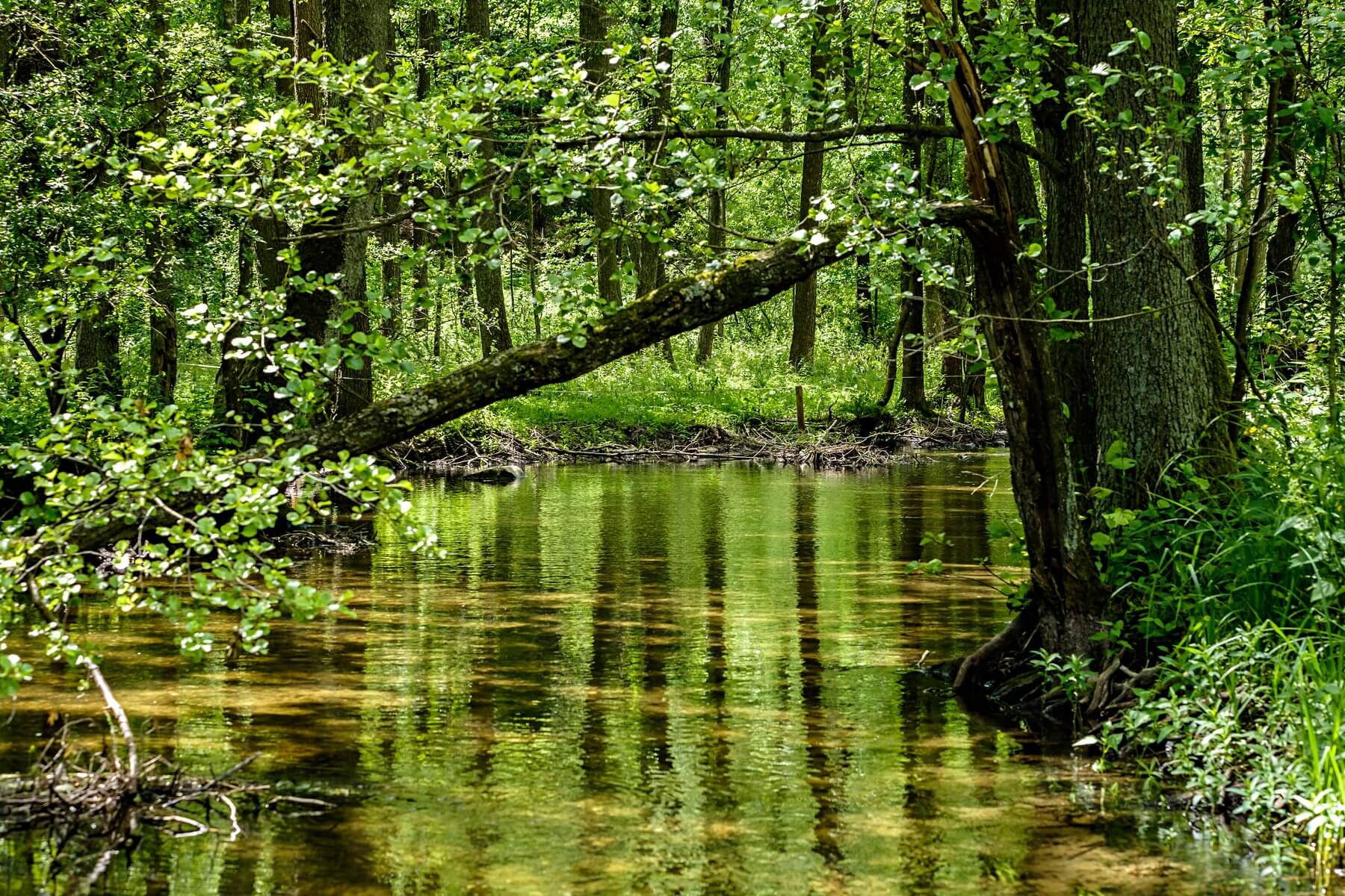 Grüner Auwald mit Wasserlauf für die Leibnitzer Au