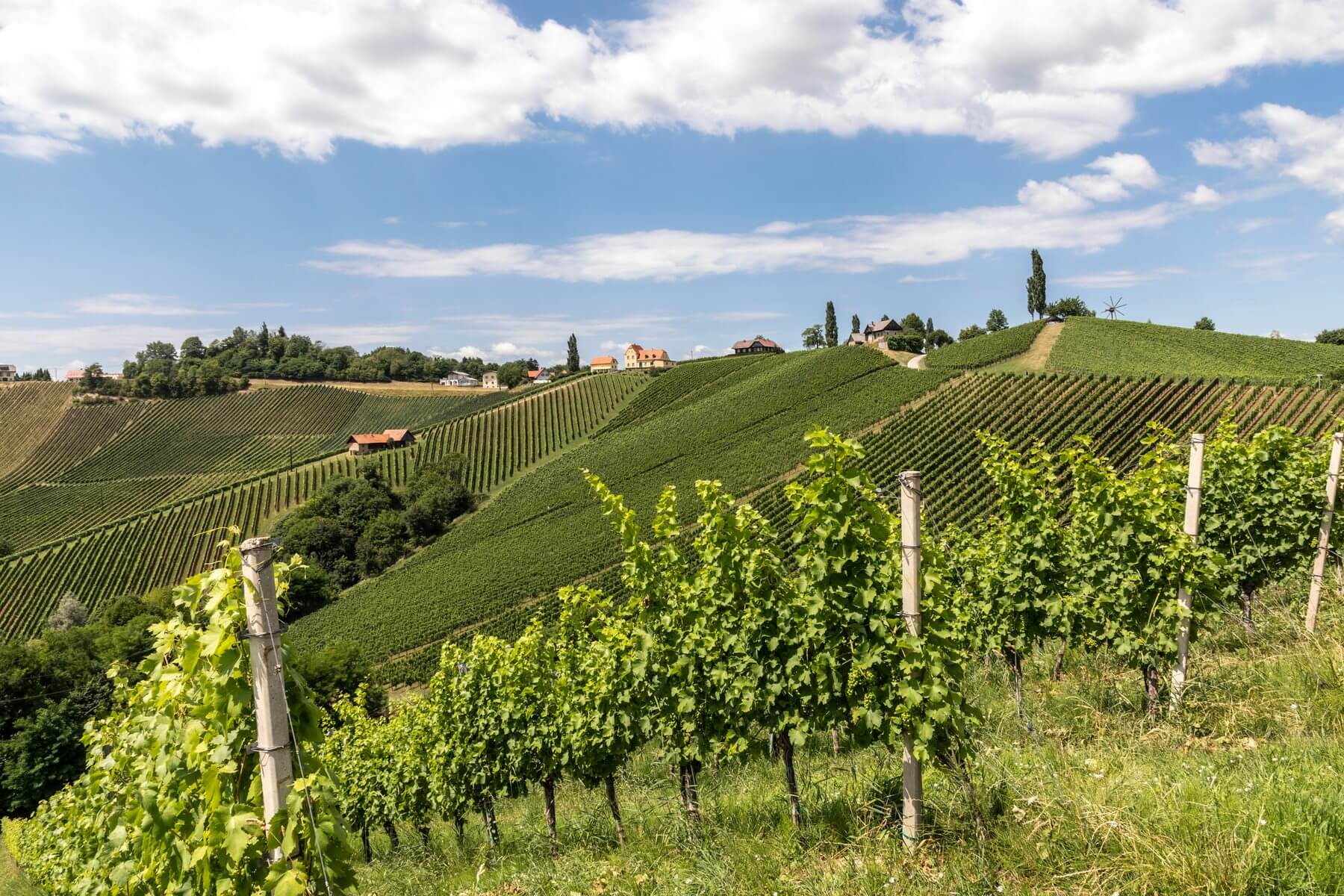Grüne Weinberge der Südsteiermark